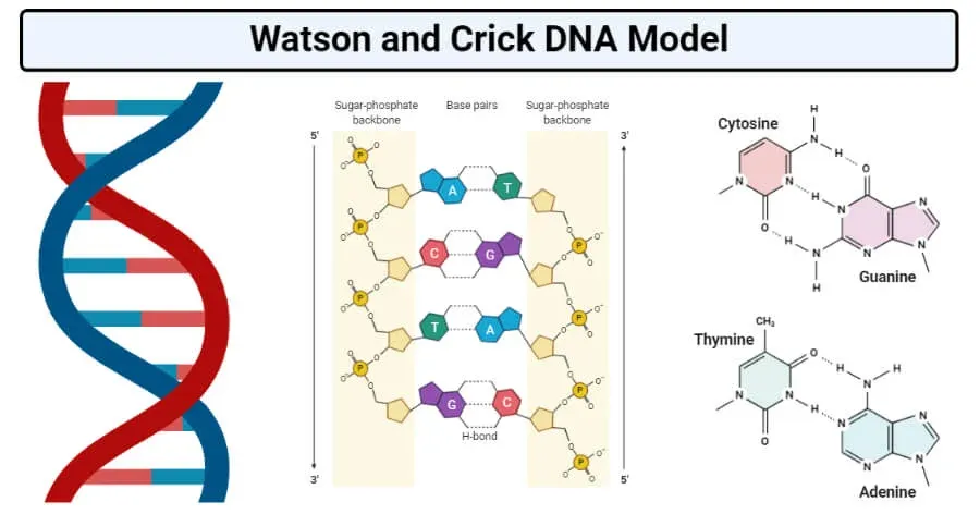 Watson and Crick model of DNA